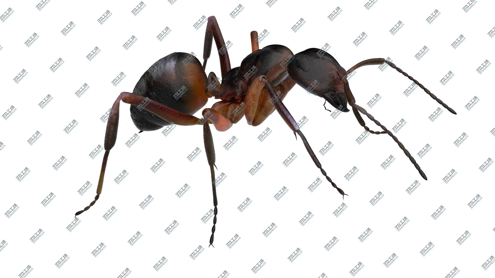 images/goods_img/2021040161/Red Ant Bug 3D/2.jpg